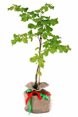 Wedding Tree Favours