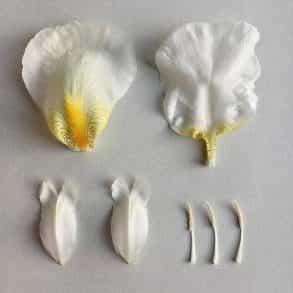 Robbie Honey gives us the low down on the latest floral trends!