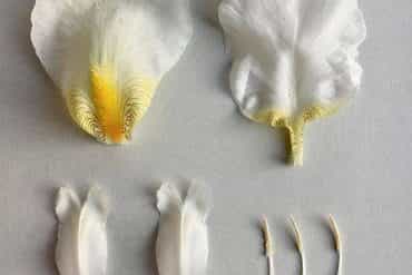Robbie Honey gives us the low down on the latest floral trends!
