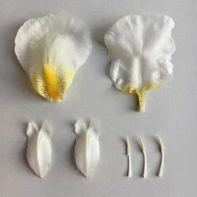 Robbie Honey gives us the low down on the latest floral trends!