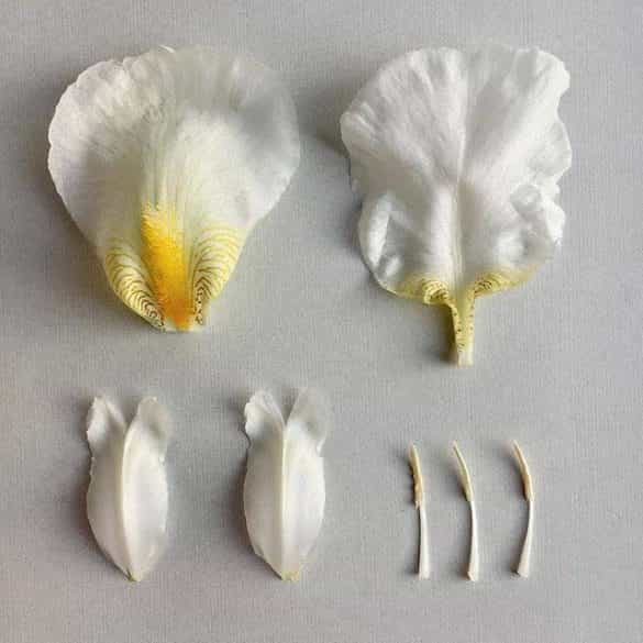 Robbie Honey gives us the low down on the latest floral trends!
