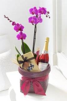 Luxury Orchid Gift Basket