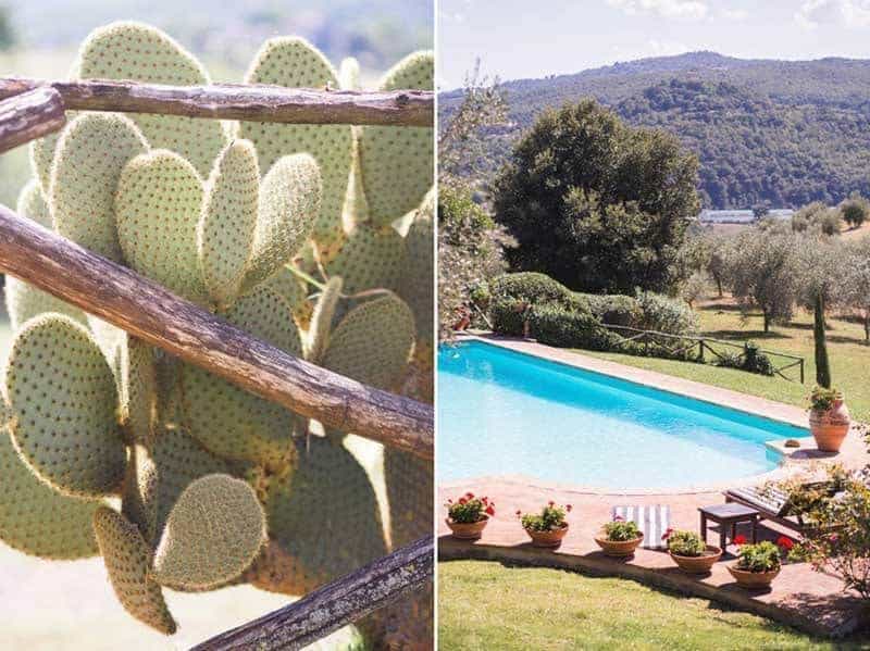 Eliza & Rob’s Umbrian Wedding cactus plant