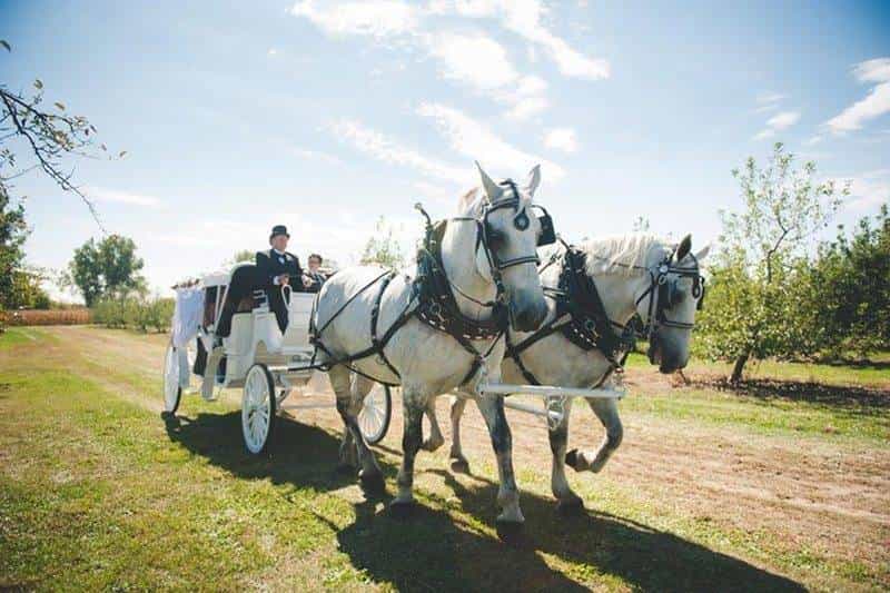 Horse and Cart with Bride and Groom