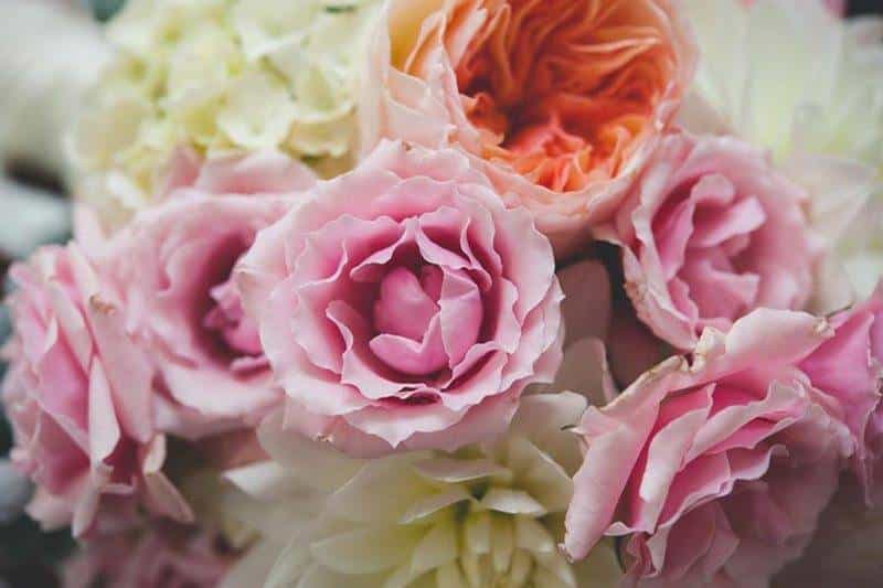 Wedding Roses