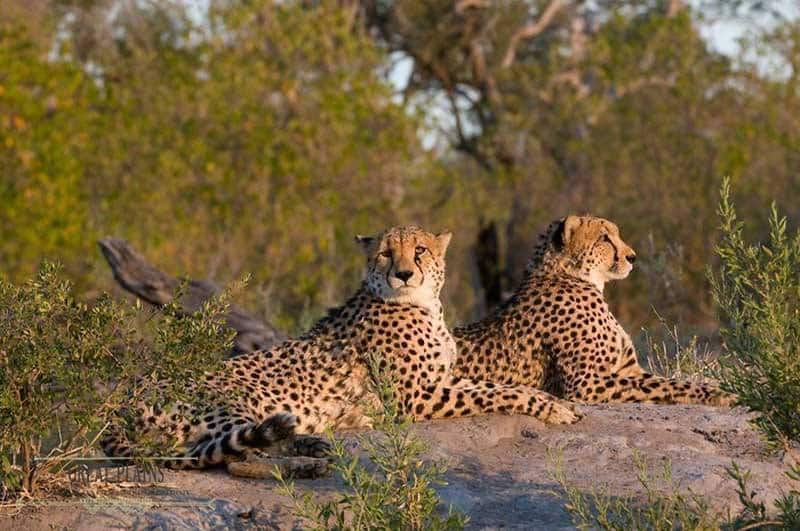 Luxury Honeymoon Africa Luxury Honeymoon Africa