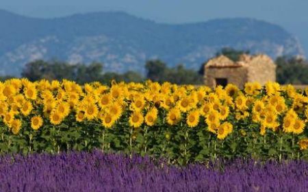 image: telegraph.co.uk provenceguide1ap