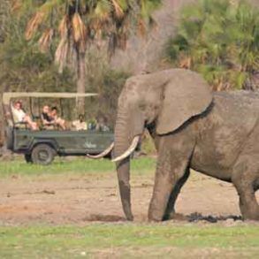 The Safari Calendar Of Southern Tanzania