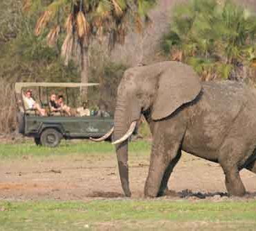 The Safari Calendar Of Southern Tanzania