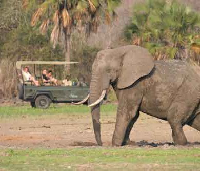 The Safari Calendar Of Southern Tanzania