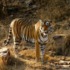 Honeymoon To Promote Awareness Of Endangered Species