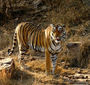 Honeymoon To Promote Awareness Of Endangered Species