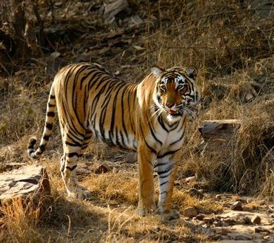 Honeymoon To Promote Awareness Of Endangered Species