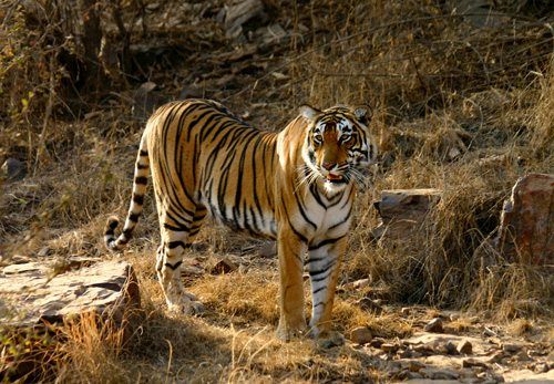 Honeymoon To Promote Awareness Of Endangered Species