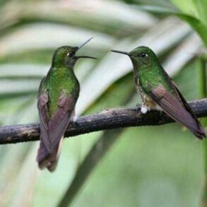 Destination Wedding: Ecuador