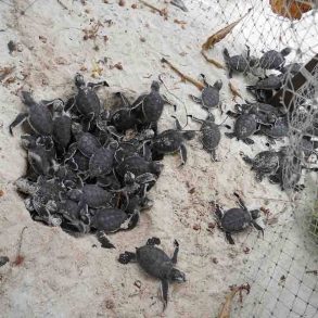 Turtle Hatching In The Maldives – Vilu Reef Beach & Spa Resort