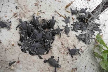 Turtle Hatching In The Maldives – Vilu Reef Beach & Spa Resort