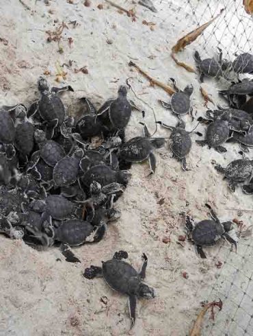 Turtle Hatching In The Maldives – Vilu Reef Beach & Spa Resort