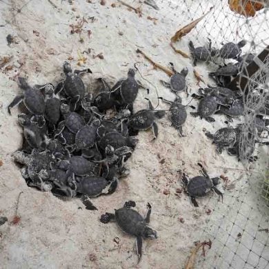 Turtle Hatching In The Maldives – Vilu Reef Beach & Spa Resort