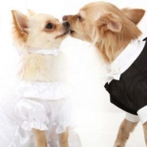 How to involve your dog on your wedding