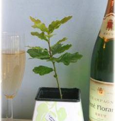 The Eco Wedding and Green Wedding Ceremony