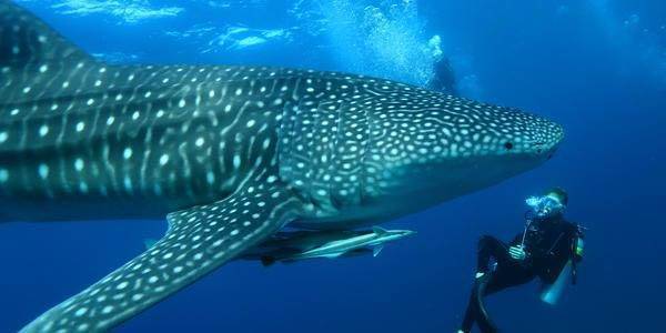 Sail to the edge of the atoll to swim with Whale Sharks Sail to the edge of the atoll to swim with Whale Sharks