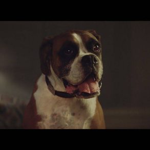 John Lewis Christmas Advert 2016 – #BusterTheBoxer