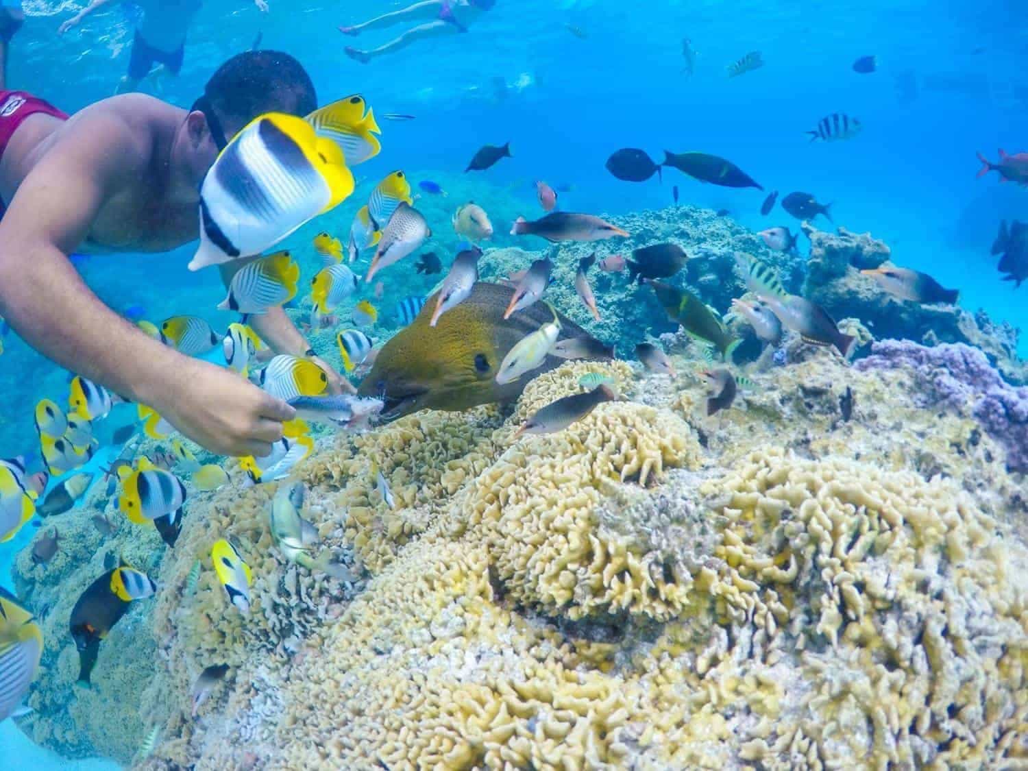 Wedding and Honeymoon in Bora Bora Bora Bora