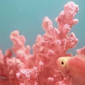 Pantone Colour of the Year 2019: Living Coral