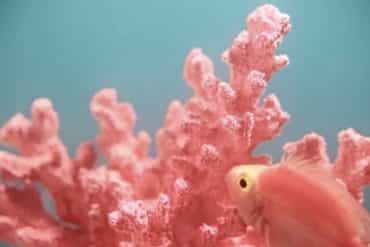 Pantone Colour of the Year 2019: Living Coral