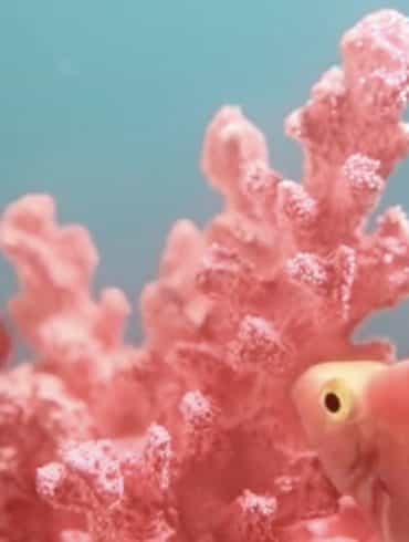 Pantone Colour of the Year 2019: Living Coral