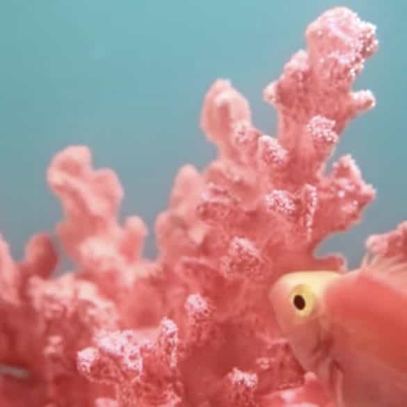Pantone Colour of the Year 2019: Living Coral