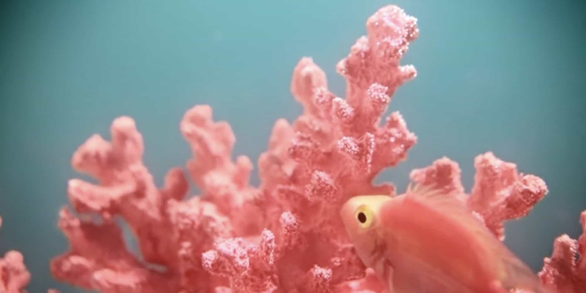 Pantone Colour of the Year 2019: Living Coral