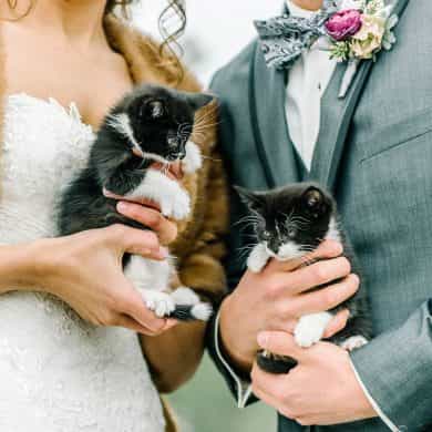 Pet pals: Animals at weddings