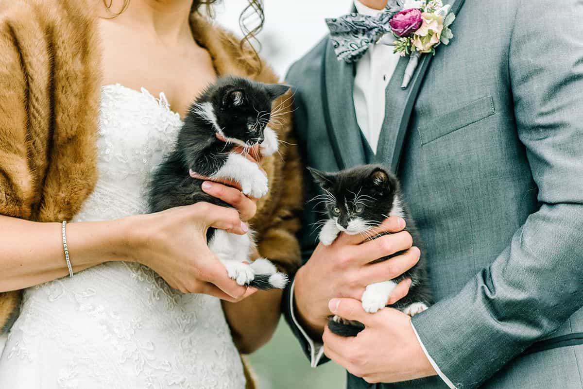 Pet pals: Animals at weddings
