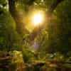 Colour palette: Forest green and gold
