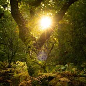 Colour palette: Forest green and gold
