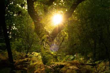 Colour palette: Forest green and gold