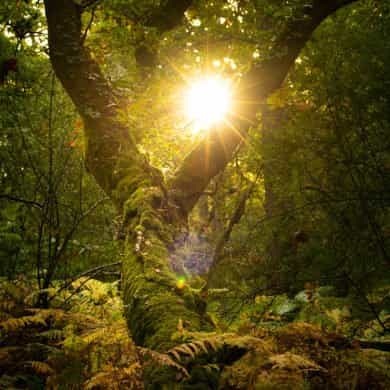 Colour palette: Forest green and gold