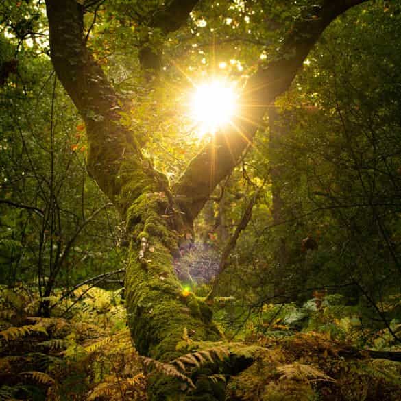 Colour palette: Forest green and gold