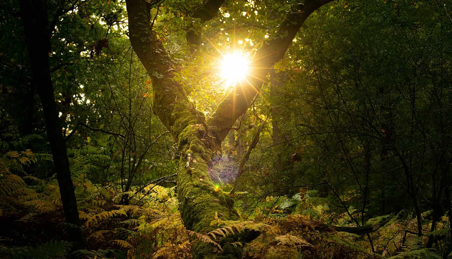 Colour palette: Forest green and gold