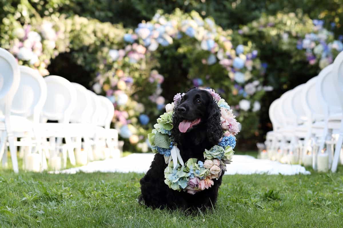 A Midsummer Nights Wedding
