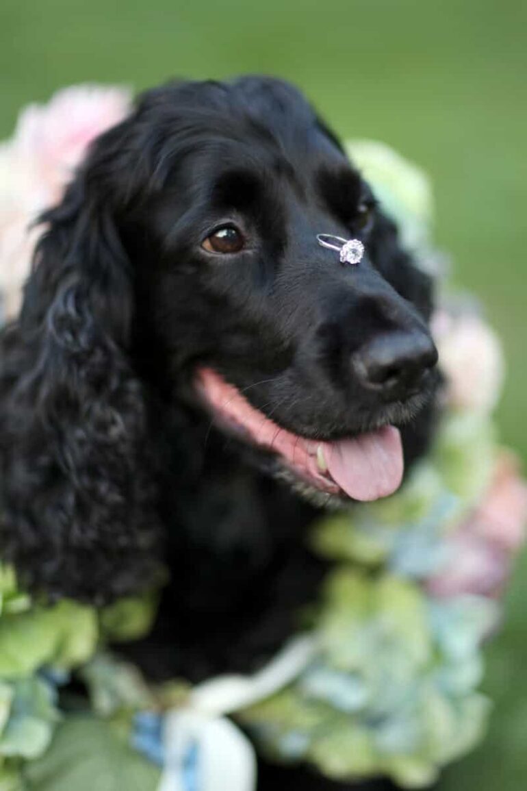 A Midsummer Nights Wedding