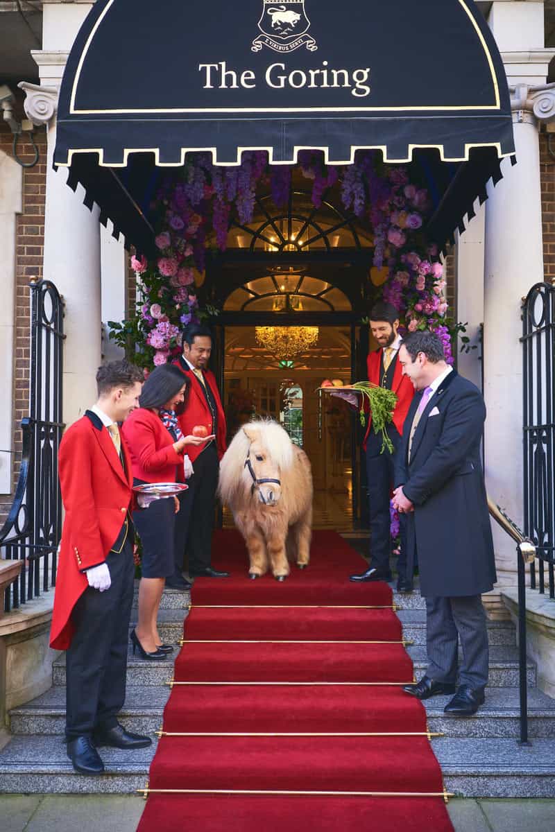 Teddy at The Goring