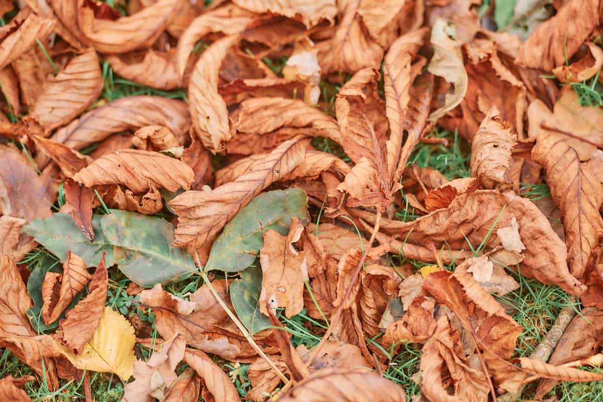 Autumnal Wedding Inspiration