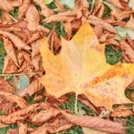 Autumnal Wedding Inspiration