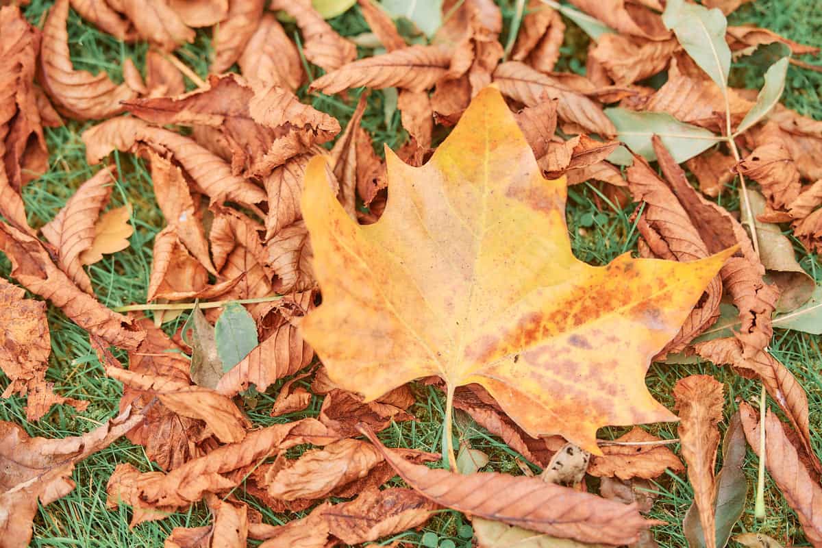 Autumnal Wedding Inspiration