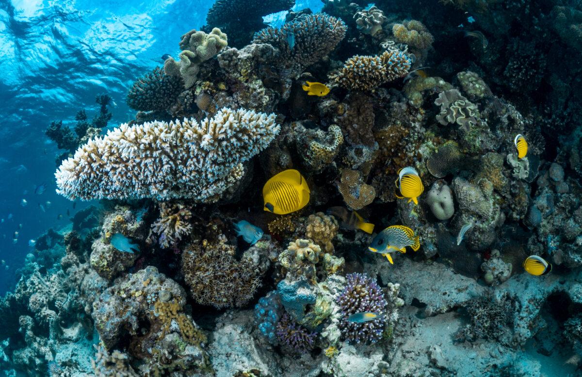 Saudi Arabia: The Land of Firsts – A Dream Honeymoon in the Red Sea & Aseer