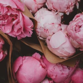pink roses in box
