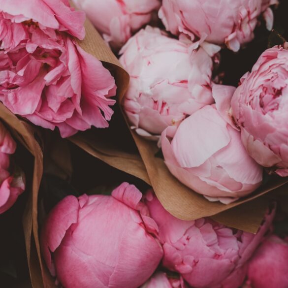 pink roses in box
